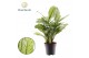 Aglaonema maria christina Aglaonema Maria Christina 2 pp 