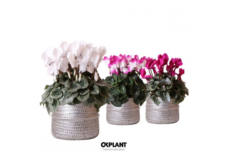 Cyclamen pers. midi Cyclamen mix in Groove pot silver 25 cm diameter 1 