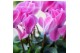 Cyclamen pers. midi Cyclamen mix in Groove pot silver 25 cm diameter 1 