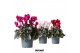 Cyclamen pers. midi super serie rembrandt Cyclamen Rembrandt mix 25 cm 