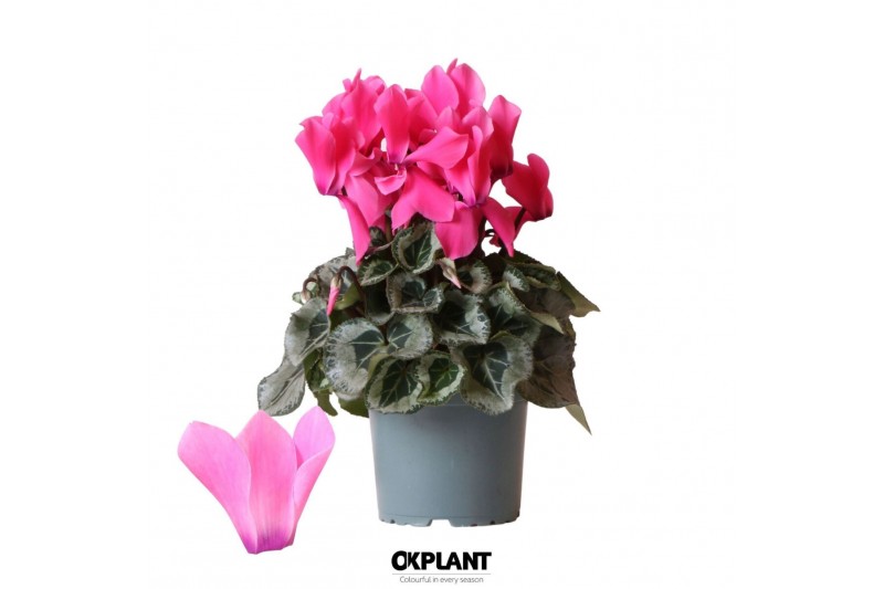 Cyclamen pers. midi super serie rembrandt Cyclamen Rembrandt pink 25 c 