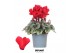Cyclamen pers. midi super serie rembrandt Cyclamen Rembrandt red 25 cm 