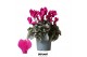 Cyclamen pers. midi super serie rembrandt Cyclamen Rembrandt violet 25 