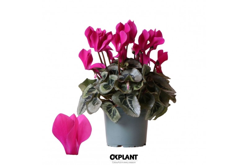Cyclamen pers. midi super serie rembrandt Cyclamen Rembrandt violet 25 