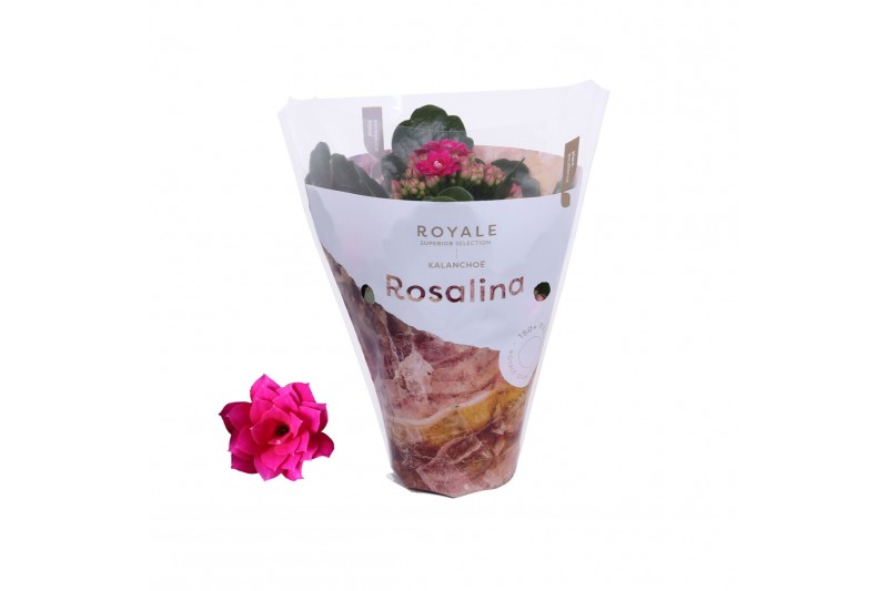 Kalanchoe rosalina paars royale Kalanchoe Rosalina 07cm Royale Victori 