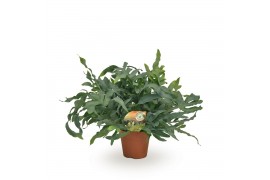 Phlebodium blue star