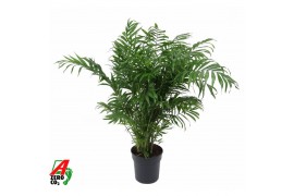 Chamaedorea elegans Chamaedorea Elegans P2110 pp