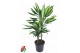 Dracaena fragr. cintho Dracaena Cintho 30-10pp 