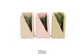 Arrangementen succulenten TRULY Succulent, Meles concrete - Green Beig