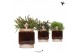 Rhipsalis mix Kolibri Greens Rhipsalis mix in Classy Cube pot1 pp 