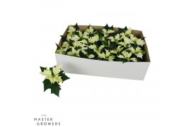 Euphorbia pul. alaska Poinsettia Alaska wit 6cm Zonder hoes1 bl.