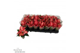 Euphorbia pul. premium ice crystal Poinsettia Premium Ice Chrystal 6cm