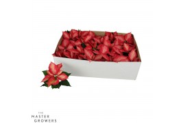 Euphorbia pul. premium ice crystal Poinsettia Premium Ice Crystal 6cm 