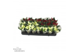 Euphorbia pul. mix Poinsettia Mix 6cm wit en rood met hoes1 bl.