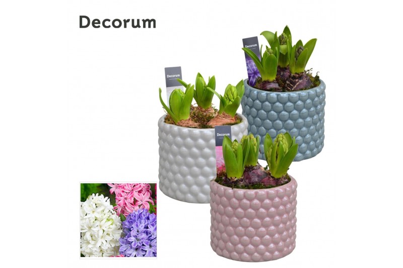 Arrangementen hyacinthus Hyacint Perla HL14420 [LOVELY COLORS] 3 pp 75 