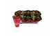 Kalanchoe mix 2 k Kalanchoe favorita red & white mix in christmas slee 