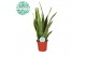 Sansevieria trifasciata laurentii Sansevieria Laurentii p17 (niet MPS  
