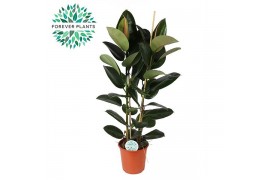 Ficus elastica robusta Ficus Elastica Robusta p24 (2pp) 2 pp