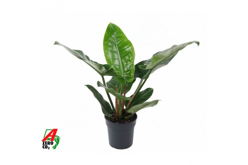 Philodendron imperial green Philodendron Imperial Green P19pp 