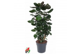 Polyscias fabian Polyscias Fabian vertakt P271 pp