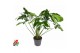 Philodendron green wonder Philodendron Green Wonder P24 (NO GAP)pp 