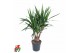 Yucca Yucca vertakt 3-arm P27pp 