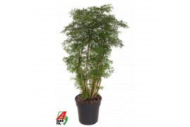 Polyscias ming Polyscias Ming vertakt P271 pp