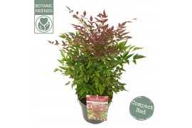 Nandina domestica obsessed Nandina dom. Obsessed