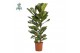 Ficus lyrata Ficus Lyrata, 2pp, p27 (Air so Pure) 2 pp 