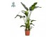 Strelitzia nicolai Strelitzia Nicolai p24 (Air so Pure) zonder bloem b 