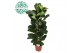 Ficus lyrata Ficus Lyrata, 2pp, p27 2 pp 