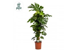 Monstera deliciosa Monstera Deliciosa MOSSTOK p27 (Air so Pure) 2 pp