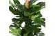 Monstera deliciosa Monstera Deliciosa MOSSTOK p27 (Air so Pure) 2 pp 