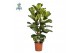 Ficus lyrata Ficus Lyrata, 2pp, p24 (Air so Pure) 2 pp 