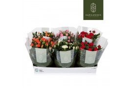 Rosa kordana mix Rosa Kordana Schaal18 bl.