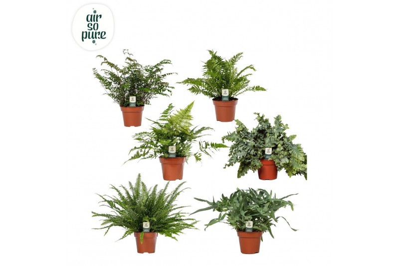 Varens mix Varenmix - Air So Pure 