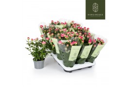 Rosa kordana carousel Rosa Kordana Carousel (Wit/Licht Roze)6 bl.