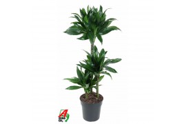 Dracaena fragr. compacta green jewel Dracaena Green Jewel 60-30-15pp