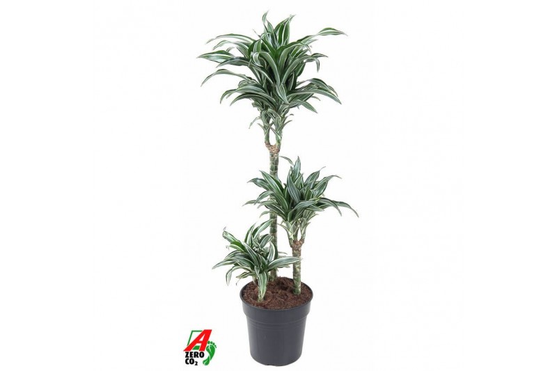 Dracaena fragr. compacta jade jewel Dracaena Jade Jewel 60-30-15pp 