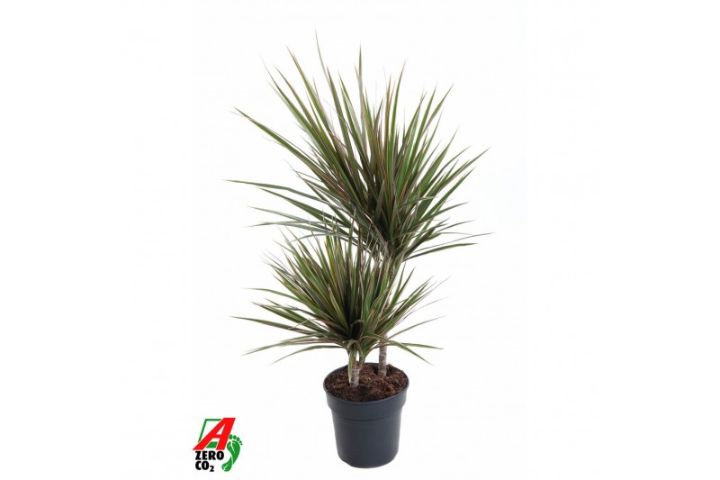 Dracaena marg. bicolor Dracaena Bicolor 30-102 pp 