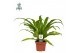 Asplenium antiquum Asplenium antiquum - Air So Pure 