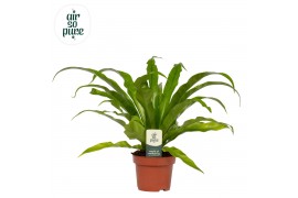 Asplenium antiquum Asplenium antiquum - Air So Pure