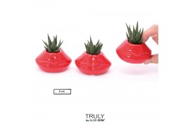 Succulenten TRULY Succulent, Lip mini1 pp