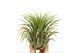 Tillandsia Tillandsia ionantha groen xxxl1 bl. 