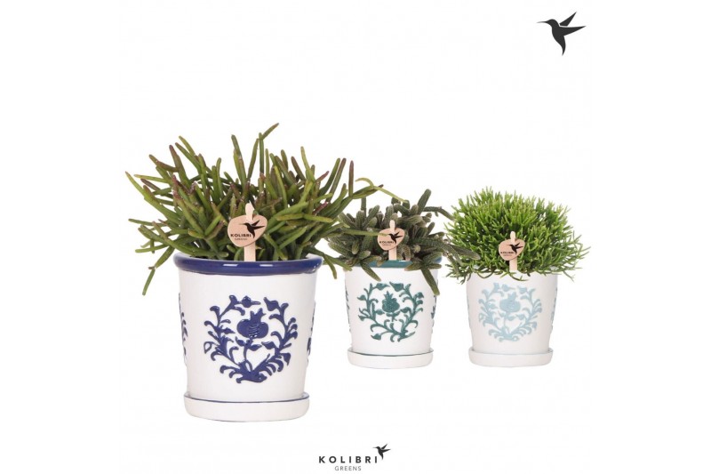 Rhipsalis mix Kolibri Greens Rhipsalis mix in Malaga pot blue mix1 pp 