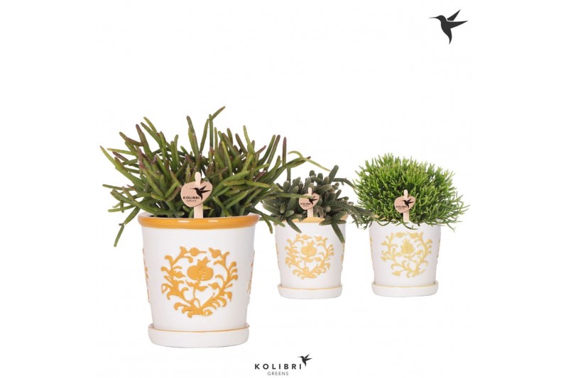 Rhipsalis mix Kolibri Greens Rhipsalis mix in Malaga pot yellow mix1 p 