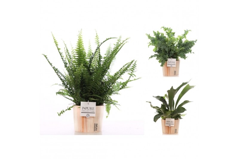 Varens mix Varen mix - Pure Wood35 cm diameter 