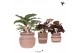 Calathea mix Kolibri Greens Calathea mix in Ethnic pot sand mix1 pp 