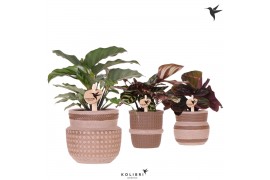 Calathea mix Kolibri Greens Calathea mix in Ethnic pot sand mix1 pp