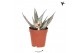 Aloe Kolibri Greens Succulenten Aloe Bronze Lizard1 pp 